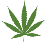 Marijuana leaf